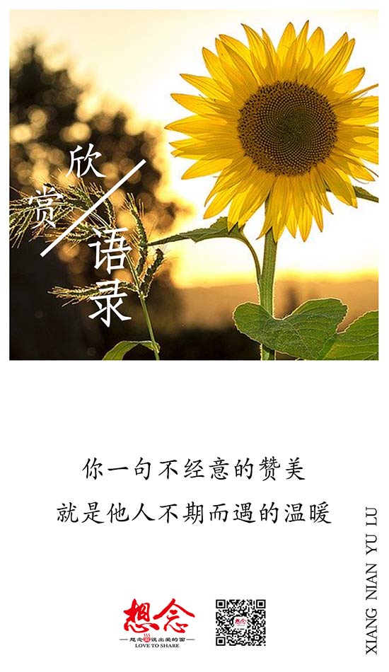 想念,面条,挂面,面